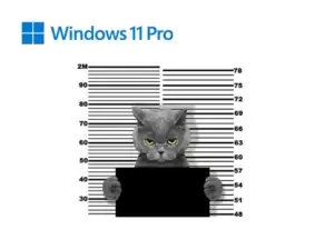 SYNAXON Marketplace_Microsoft_Augen auf beim Softwarekauf_Anti piracy_Beitragsbild_Katze_628x628px